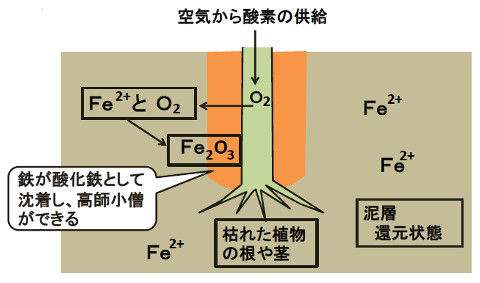 53_高師小僧Ed2