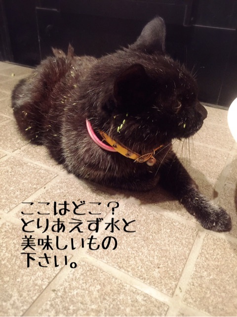 {C994C949-2B2A-4366-BCB4-57193C8E3432}