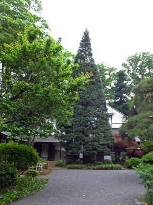 想定樹齢180年の高野槇