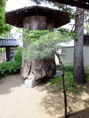 樹齢500年の欅