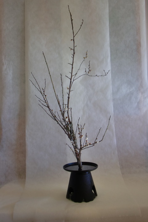 老梅 苔枝 古木 正月飾り 生け花 華道 用 苔梅って何に？いけばなによく使われています | いけばなライフ・Mirinegi