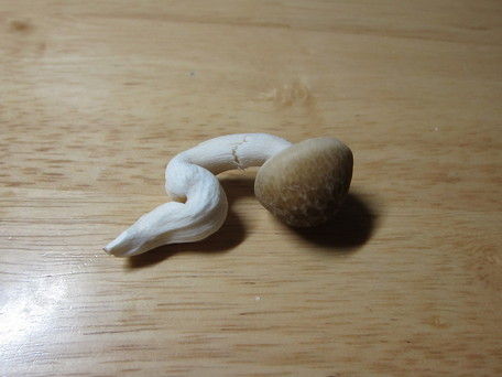 寒そうな(拡大表示)