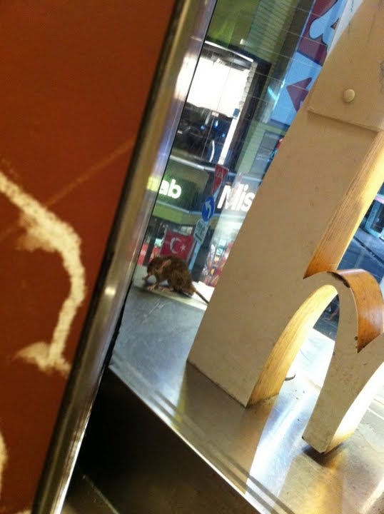 マクドナルドにネズミ1(拡大表示) マクドナルドにネズミ1(拡大表示)