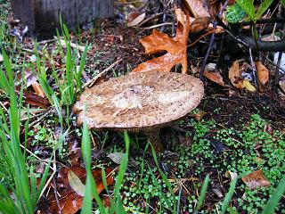 mashroom10237