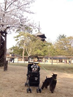 ならまち2