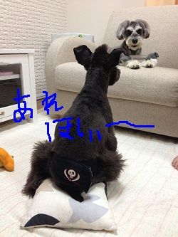 うちの仔4