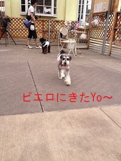 ピエロ1