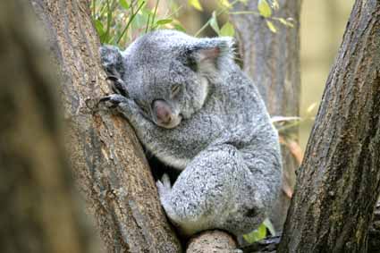 動物の睡眠時間ってどのくらい? 舘祐司の気ままなブログ