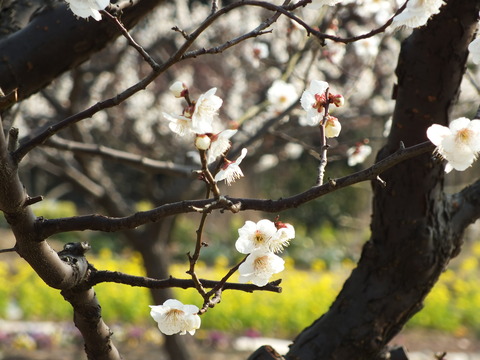 DSCF9703