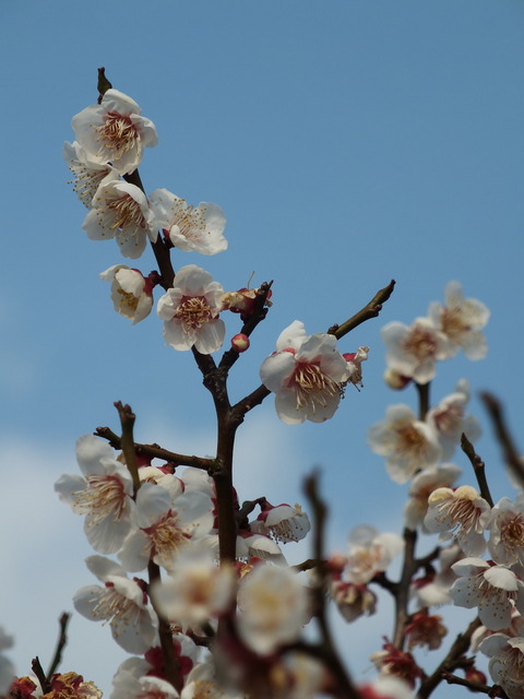 DSCF9705
