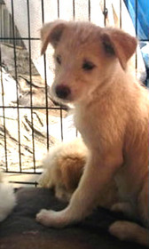 捨て子犬16