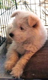 捨て子犬17
