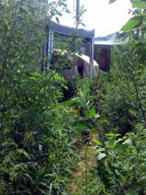 kusa12