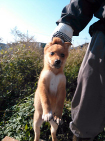 子犬たち11