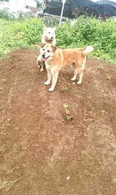 IMG_20170528_065556