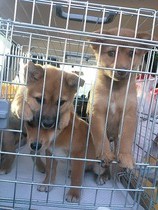 公園子犬バイバイ(2)11,8,26