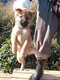 子犬たち13
