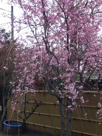 sakura7