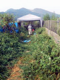 kusa2