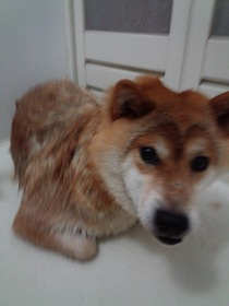 マイとクゥ、(7)