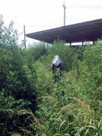 kusa10