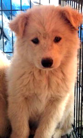 捨て子犬18
