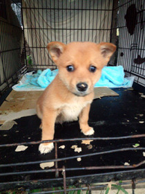 段ボールの子犬5