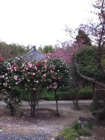 sakura6