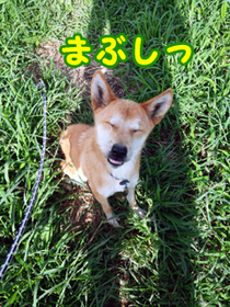 ¥ì¥â¥ó26-1