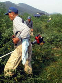 kusa6