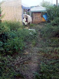 kusa13