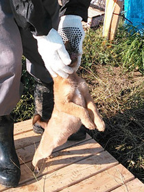 子犬たち7