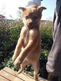 子犬たち10