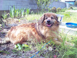 保護犬2