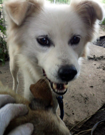 遊3