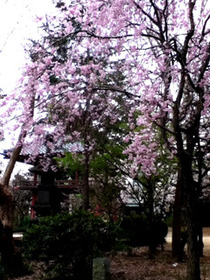sakura8