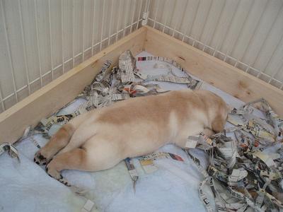 すくすく育ってます