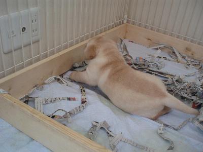 すくすく育ってます