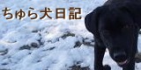 ����鸤����