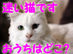 ���θ����»Ҥ���Ĺ��ǭ�����
