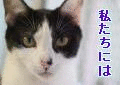 �Уǥ���åȥޡ��ȥ����륿����ǭ����