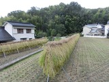 11稲刈り2