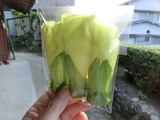4花オクラ2