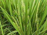 4水稲