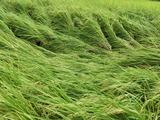 18稲