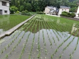 20水稲1