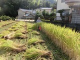 11稲刈り1