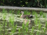 20水稲2