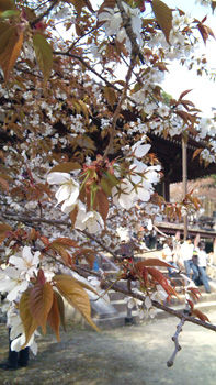 醍醐寺1