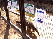 王子動物園4